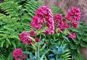12th Jun 2023 - Ferns and Red Valerian.