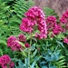 Ferns and Red Valerian. by grace55