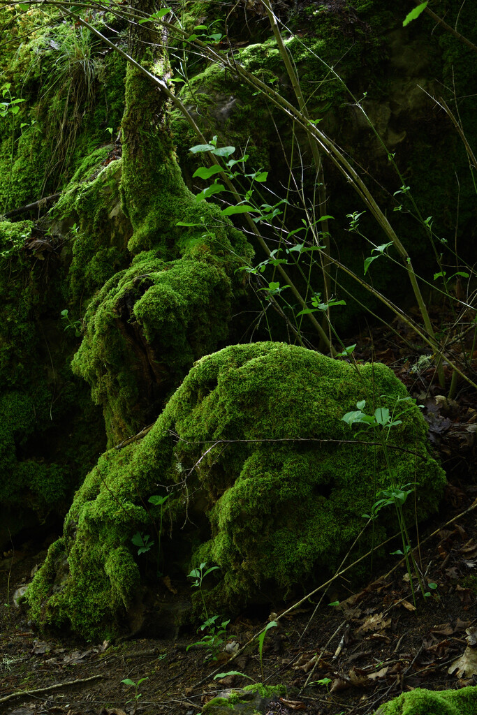 #125 - Covered with moss by chronic_disaster