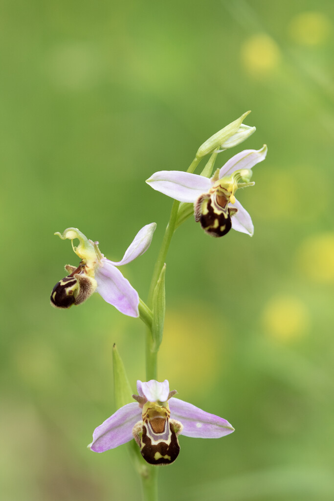 Bee Orchid by bugsy365