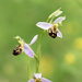 Bee Orchid by bugsy365