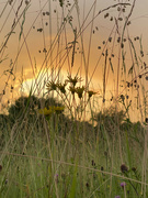 6th May 2023 - Sunset over the meadow