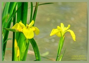 12th Jun 2023 - Water Irises
