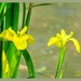 Water Irises by carolmw