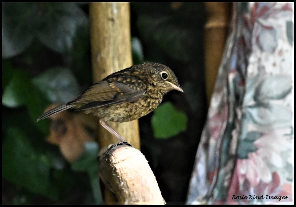 One of the young fledglings by rosiekind