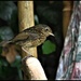 One of the young fledglings by rosiekind
