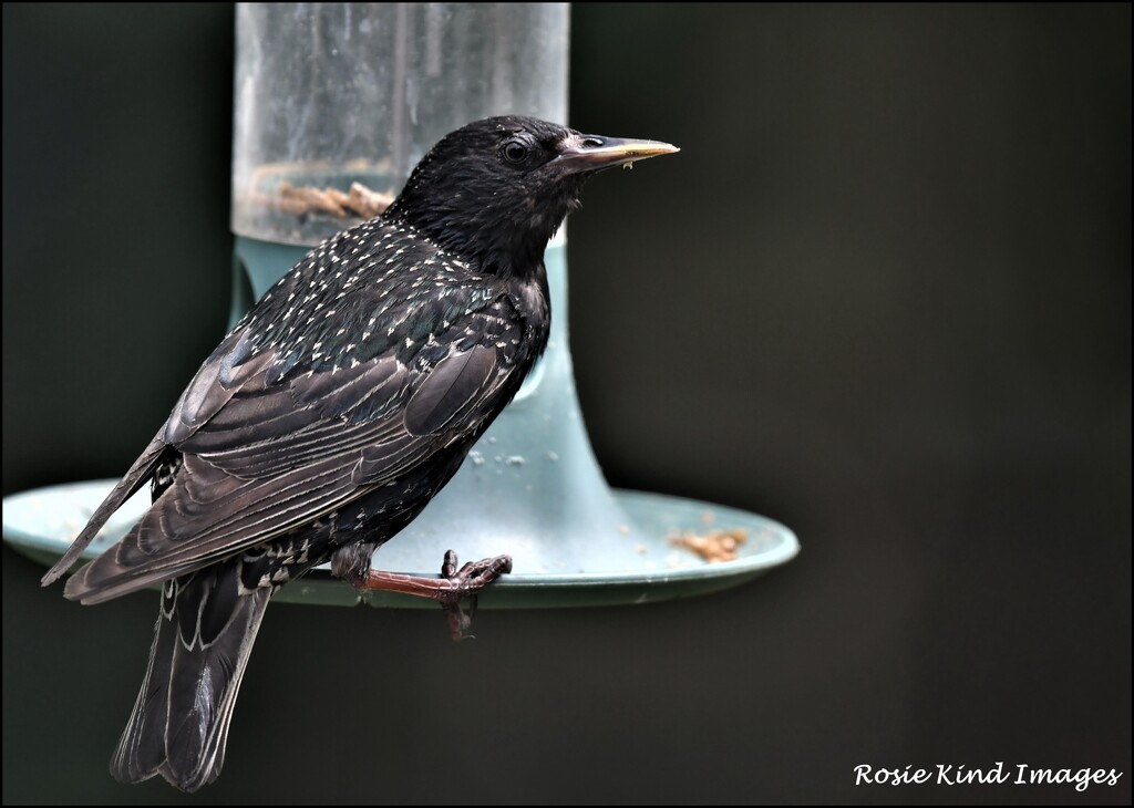 one of the starlings by rosiekind