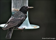 12th Jun 2023 - one of the starlings