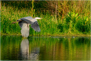 12th Jun 2023 - Heron