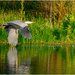 Heron by clifford