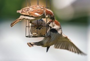 12th Jun 2023 - Sparrows