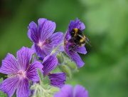 12th Jun 2023 - for the bees