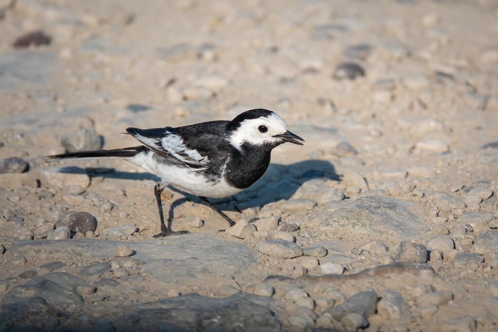 White Wagtail by humphreyhippo
