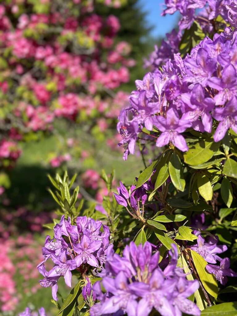 Rhododendron time by pandorasecho