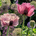 More Pink Poppies by 365projectmaxine