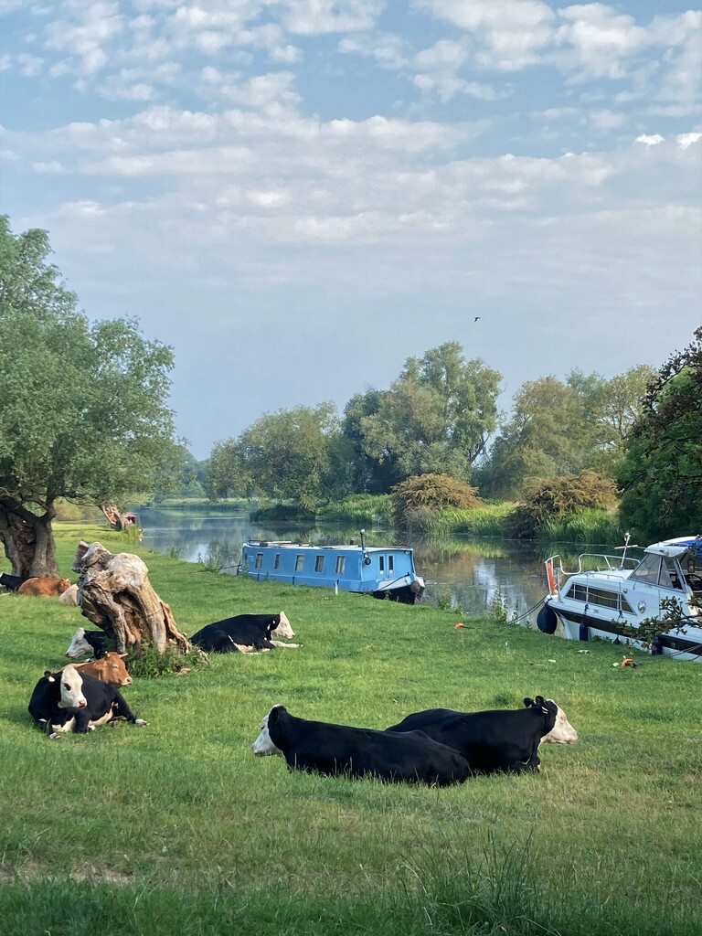 Boats and cows by 365anne