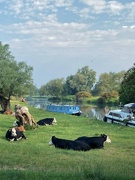 12th Jun 2023 - Boats and cows