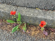 10th Jun 2023 - Tenacious little poppies