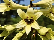 10th Jun 2023 - Giant Himalayan Lily