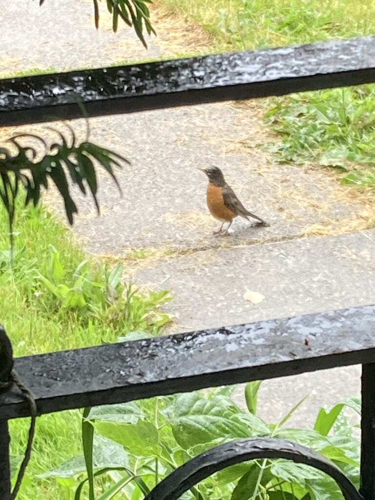 Wild June - Robin in the Rain  by spanishliz