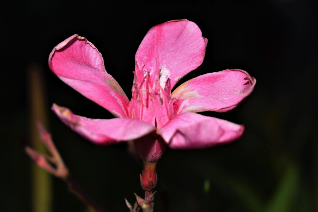 Jun 11 Pink Oleander by sandlily