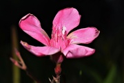 11th Jun 2023 - Jun 11 Pink Oleander