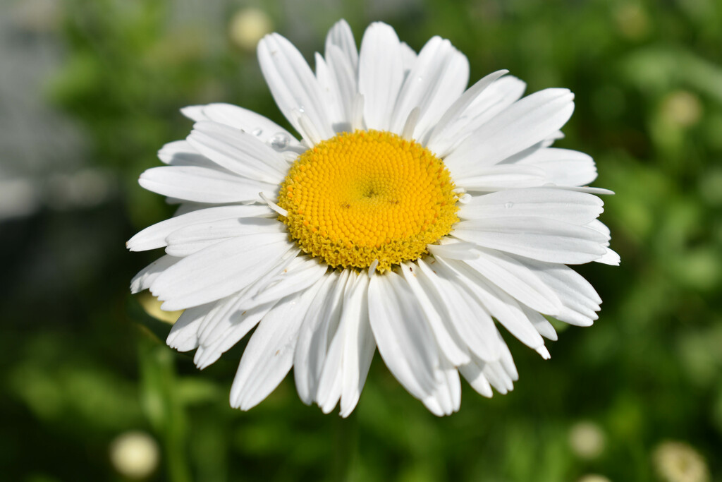 First Daisy Of Summer 2023 by bjywamer