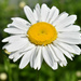 First Daisy Of Summer 2023 by bjywamer