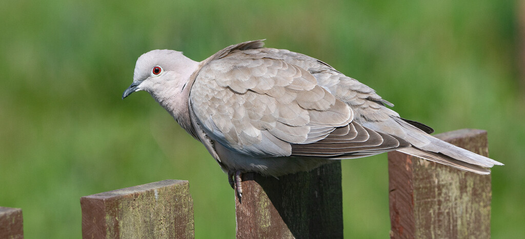 Collard Dove by lifeat60degrees