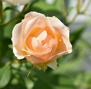 12th Jun 2023 - My Favorite Rose...