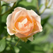 My Favorite Rose... by bjywamer