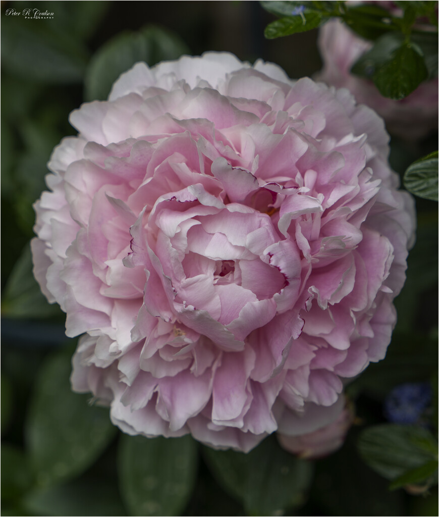 Pink Peony by pcoulson