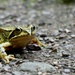 Frog dicing with death by delboy207