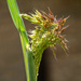 Grass seed insitu by randystreat