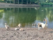 12th Jun 2023 - Swan and her Cygnets