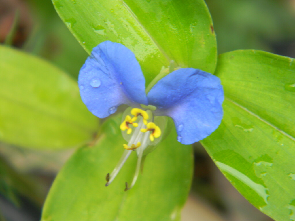 Blue Dayflower with Raindrops by sfeldphotos