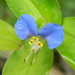 Blue Dayflower with Raindrops by sfeldphotos