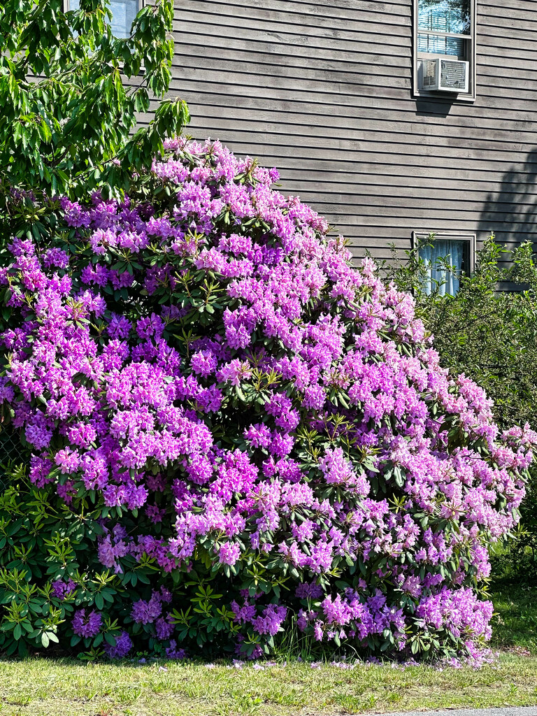 Rhododendron  by joansmor