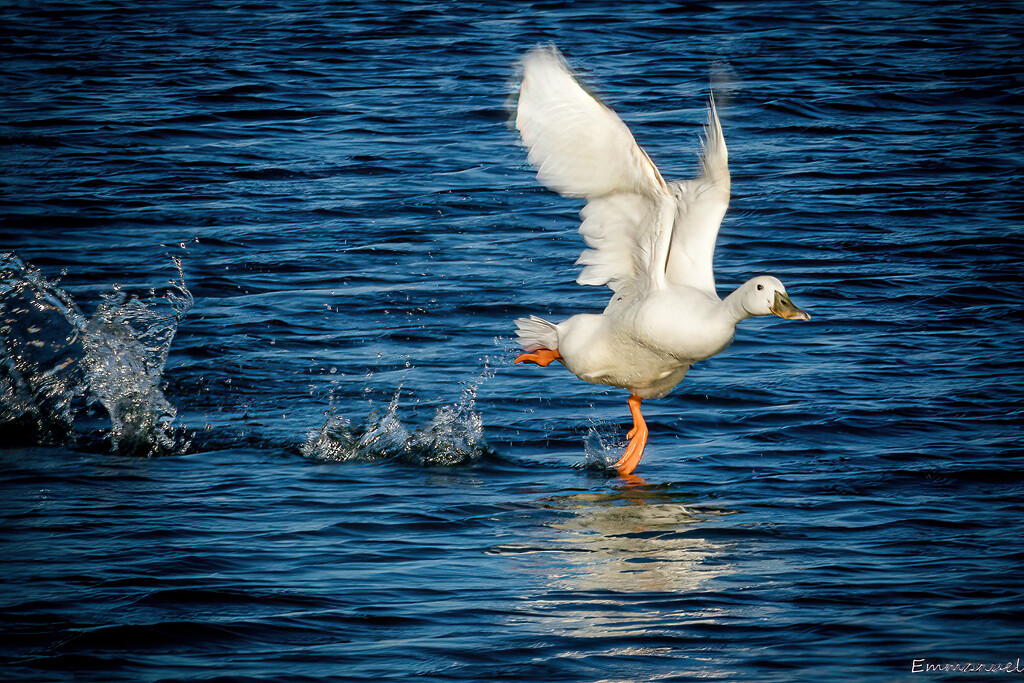Duck take off by elza
