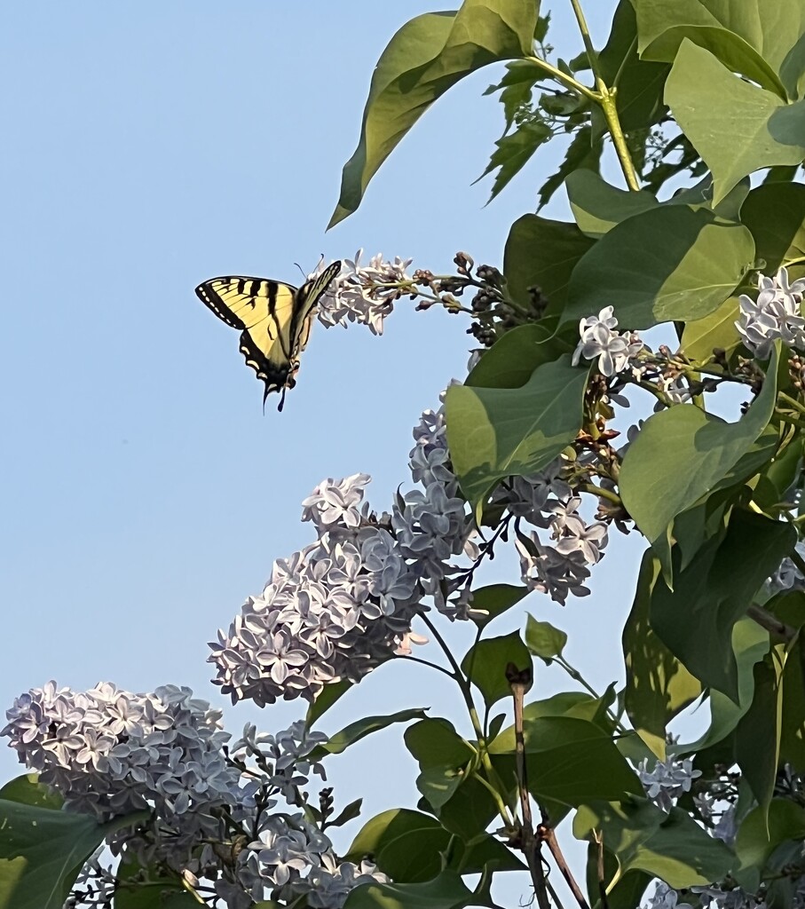 Butterfly and Lilacs  by radiogirl