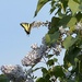 Butterfly and Lilacs  by radiogirl