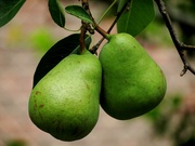12th Jun 2023 - A Pair of Pears