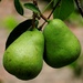 A Pair of Pears by grammyn