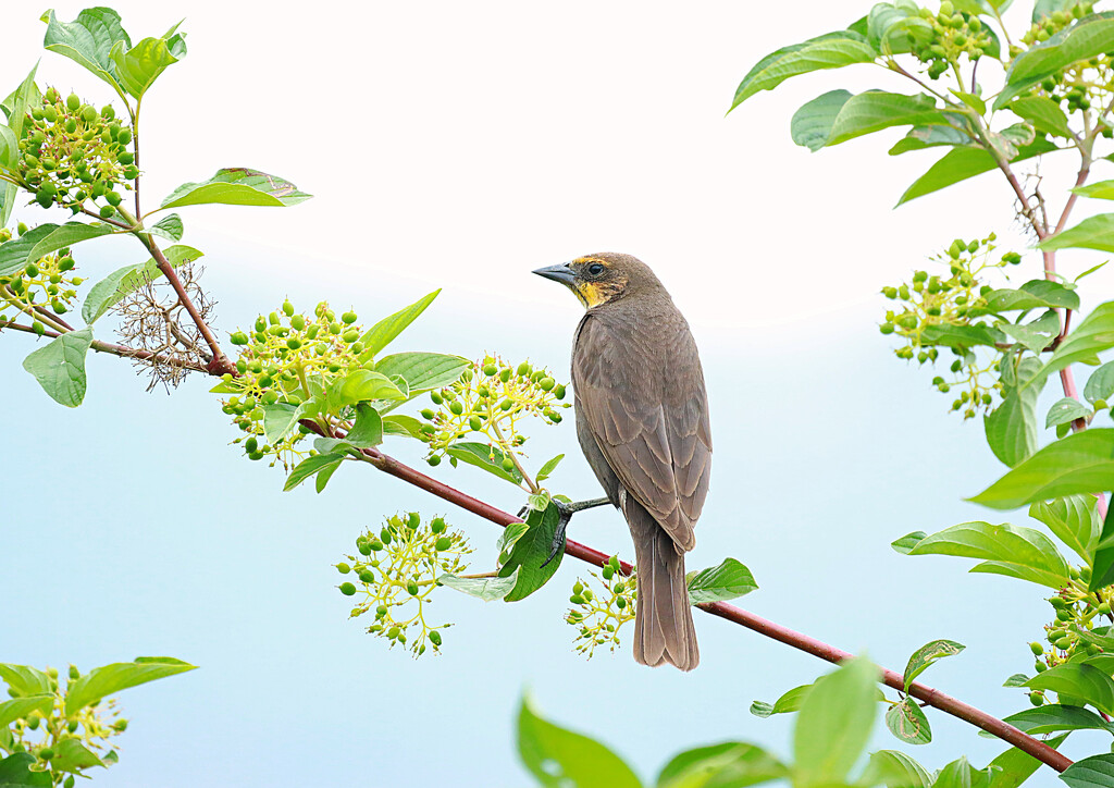 is it a Bullock Oriole or a Immature Yellow Headed Black Bird? by gq