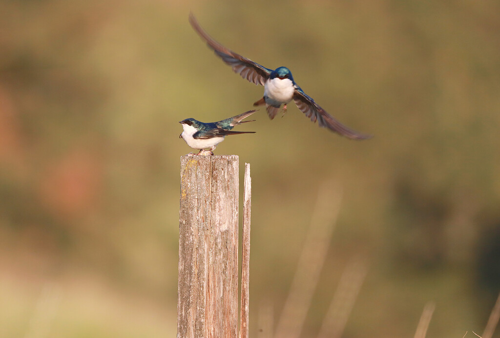 Tree Swallows by gq