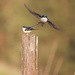 Tree Swallows by gq