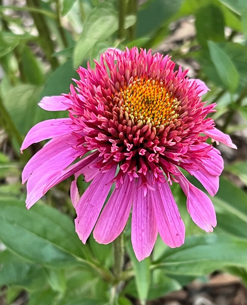 Coneflower  by calm