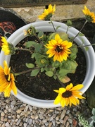 9th Jun 2023 - Sunflowers