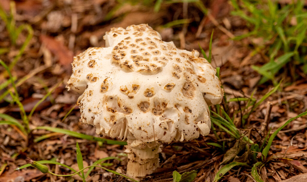 Odd Shaped Mushroom! by rickster549