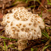 Odd Shaped Mushroom! by rickster549